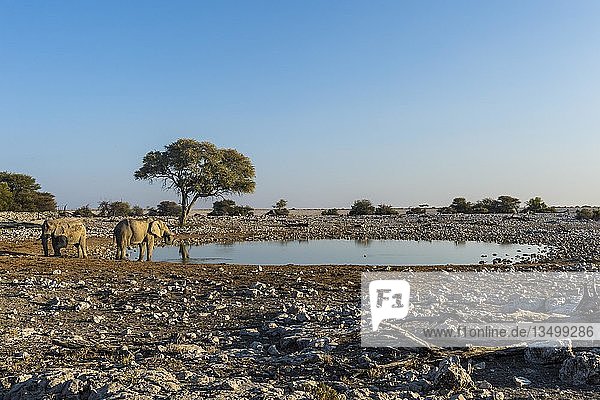 Afrikanische Elefanten (Loxodonta africana) an einer Wasserstelle  Okaukuejo  Etosha-Nationalpark  Namibia  Afrika