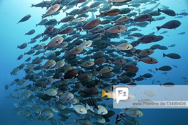 Schulmeister Schnapper (Lutjanus apodus) vergesellschaftet mit Schwarm Augenfleck-Doktorfisch (Acanthurus mata), Pazifik, Queensland, Australien, Ozeanien