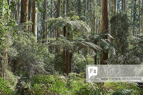 Regenwald mit Baumfarnen (Cyatheales) und Eucalyptus regnans-Bäumen (Eucalyptus regnans)  Dandenong-Ranges-Nationalpark  Victoria  Australien  Ozeanien