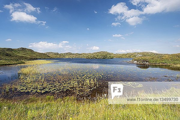 Seerosenblätter (Nymphaeaceae) und Wassergräser am Loch Na Claise Fearna bei Badnabay  Sutherland  Schottland  Vereinigtes Königreich  Europa