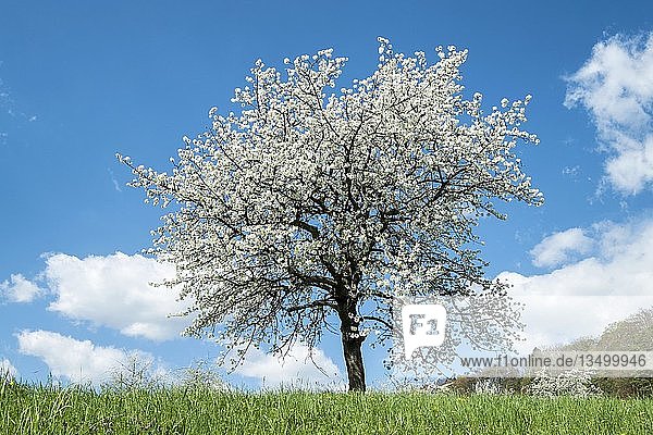 Blühender Obstbaum auf einer Wiese  Streuobstwiese  Bodenseekreis  Baden-WÃ¼rttemberg  Deutschland  Europa