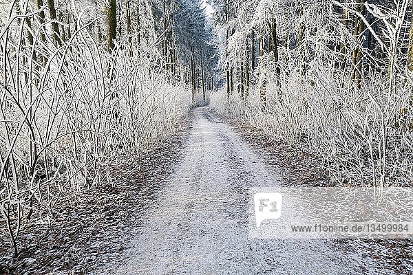 Raureif im Wald mit Waldweg Watterdingen Baden-Württemberg Deutschland Europa