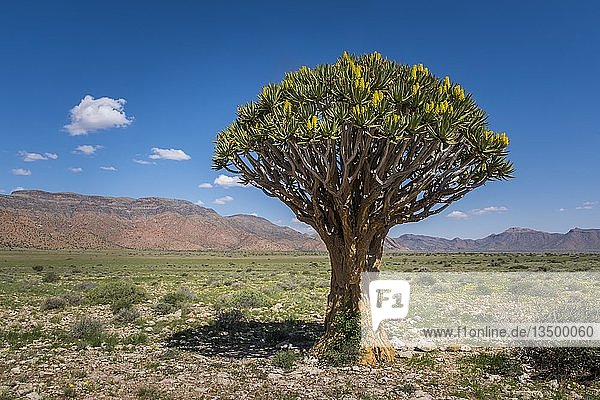 Blühender Köcherbaum (Aloe dichotoma)  Solitaire  Khomas-Region  Namibia  Afrika
