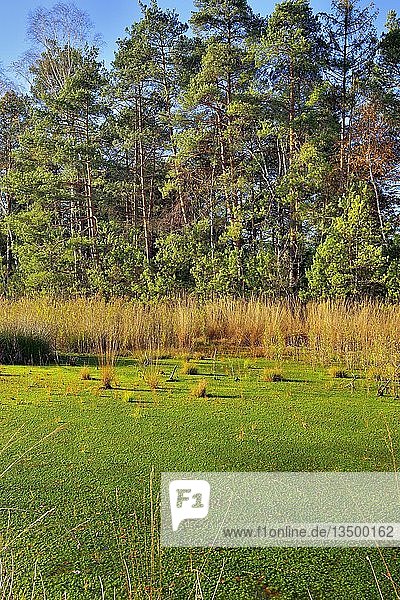 Mit Torfmoos (Sphagnum sp.) bewachsener Moorweiher, umgeben von Kiefern (Pinus sylvestris), Nicklheim, Oberbayern, Bayern, Deutschland, Europa