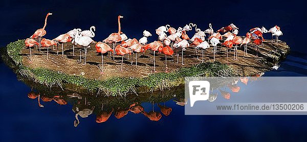Schwarm rosa Flamingos (Phoenicopterus ruber ruber) auf einer kleinen Insel  die sich auf der tiefblauen Oberfläche eines Sees spiegelt