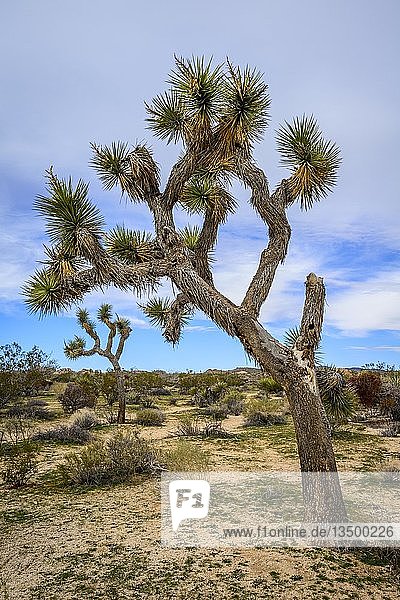 Joshua Tree (Yucca brevifolia)  Wüstenlandschaft  Arch Rock Nature Trail  White Tank Campground  Nationalpark  Palm Desert  Kalifornien  USA  Nordamerika