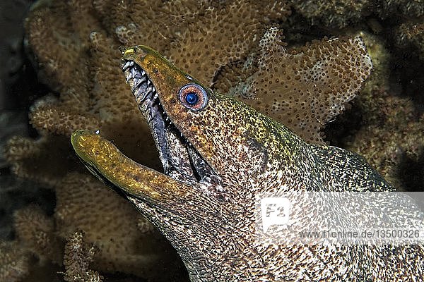Rußkopfmuräne, auch Gelbgefleckte Muräne (Gymnothorax flavimarginatus), zwischen Lederkorallen (Alcyoniidae), Daymaniyat Inseln Naturreservat, Khawr Suwasi, Al-Batina Provinz, Indischer Ozean, Oman, Asien