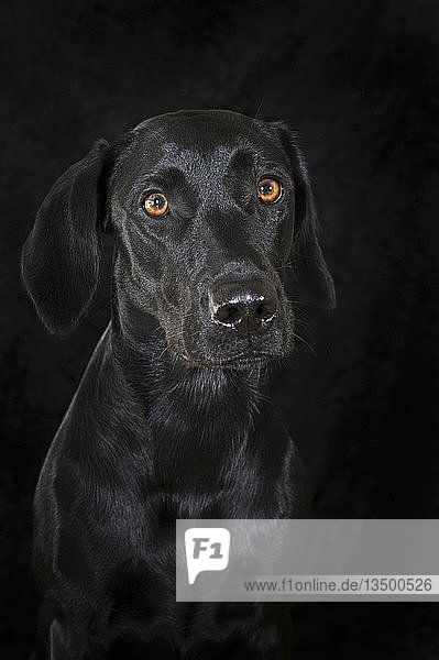Labrador Retriever  schwarz  Hündin  Tierportrait vor schwarzem Hintergrund  Studioaufnahme  Österreich  Europa