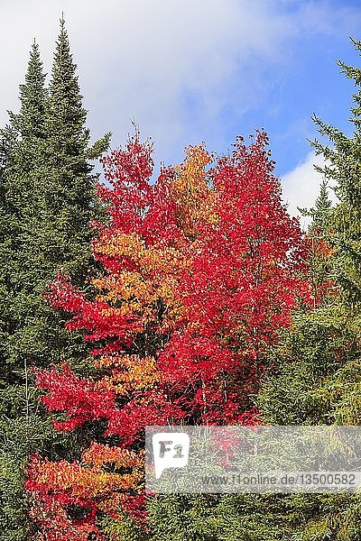 Herbstfarben  Ahorn (Acer) zwischen Fichten  Indian Summer  Algonquin Provincial Park  Ontario  Kanada  Nordamerika