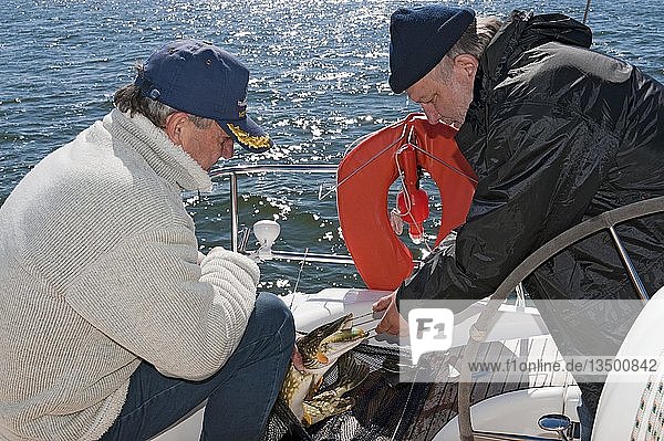 Hochseeangler mit einem frisch gefangenen Hecht Ostsee Deutschland Europa