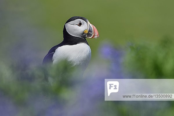 Papageientaucher (Fratercula arctica) zwischen blauen Blumen sitzend  Lunga Island  Schottland  Großbritannien