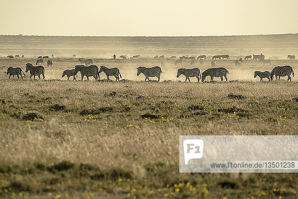 Burchell's Zebras (Equus quagga burchelli)  Herde in staubiger Luft in trockener Prärie  Abendlicht  Etosha-Nationalpark  Namibia  Afrika