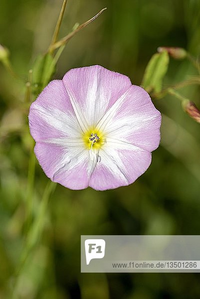 Ackerwinde (Convolvulus arvensis)  Blüte  Nordrhein-Westfalen  Deutschland  Europa