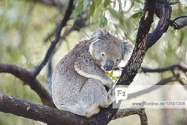 Koala (Phascolarctos cinereus)  sitzend auf einem Bambusbaum  Great Otway National Park  Victoria  Australien  Ozeanien