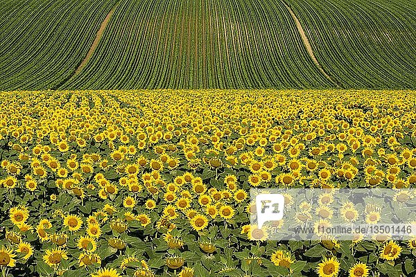 Sonnenblumen- und Maisfeld  Limagne-Ebene  Departement Puy de Dome  Auvergne Rhône-Alpes  Frankreich  Europa