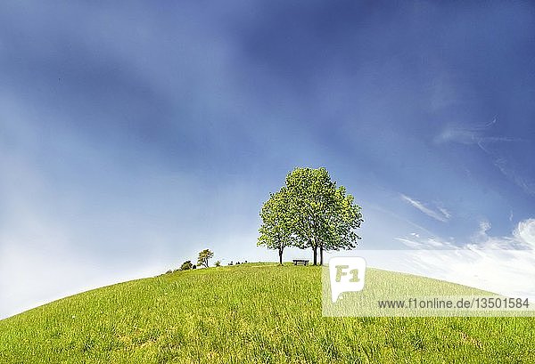 Baumgruppe mit einer Bank auf einer Anhöhe bei Emsing im Naturpark Altmühltal  Bayern  Deutschland  Europa