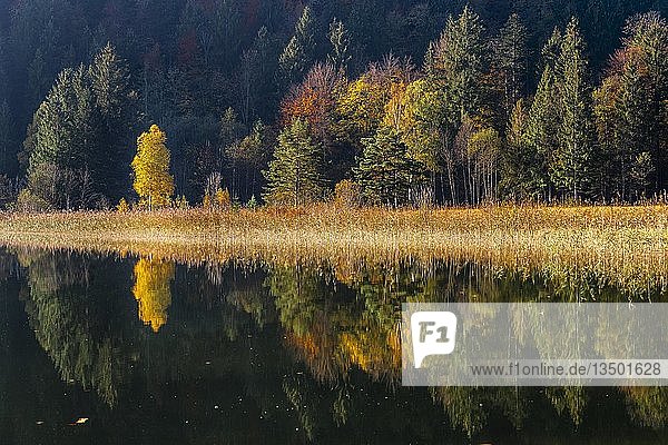 Wasserspiegelung  Herbstbaum am Schwansee  FÃ¼ssen  OstallgÃ¤u  Bayern  Deutschland  Europa