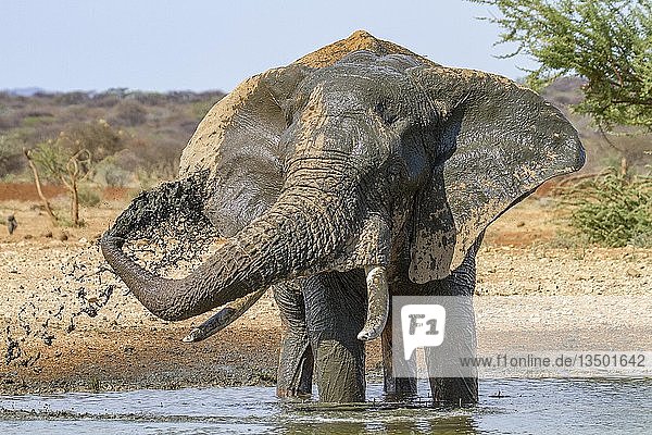 Afrikanischer Elefant (Loxodonta africana)  mit Wasser bespritzt  Schlammbad am Wasserloch  Erindi Reserve  Namibia  Afrika