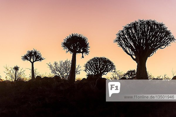 Köcherbaumwald (Aloe dichotoma)  Silhouetten bei Sonnenuntergang  Ketmanshoop  Namibia  Afrika