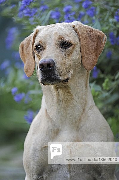 Labrador Retriever  gelb  männlich  Tierportrait  Österreich  Europa