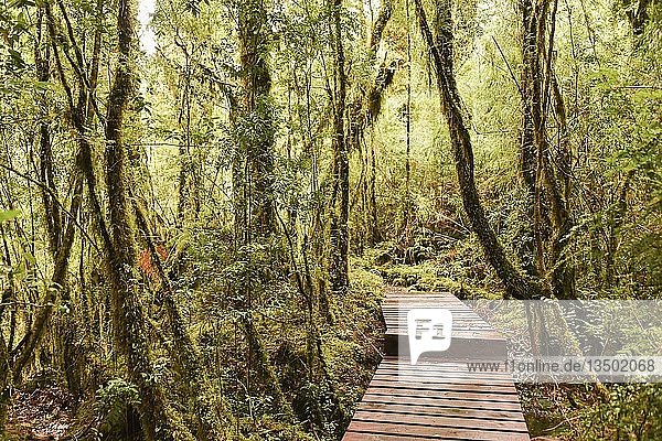 Holzpfad durch Wald mit Moos  Farnen und Flechten  gemäßigter Regenwald  Carretera Austral  PumalÃn Park  ChaitÃ©n  RegiÃ³n de los Lagos  Patagonien  Chile  Südamerika
