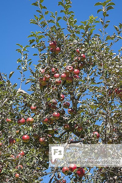 Rotbäckige Äpfel am Baum  Oberbayern  Bayern  Deutschland  Europa