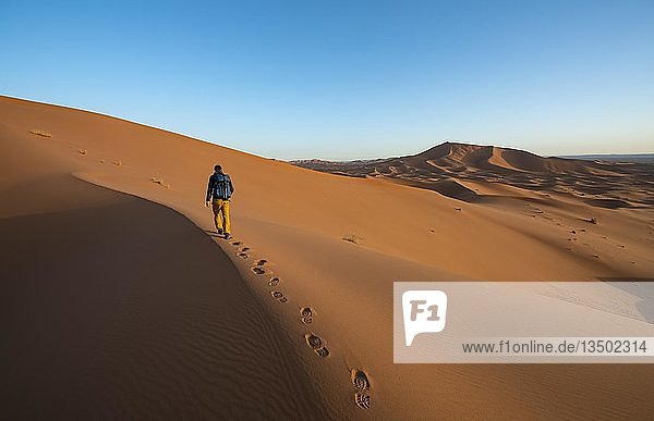 Young man walks on a sand dune  dune landscape Erg Chebbi  Merzouga  Sahara  Morocco  Africa