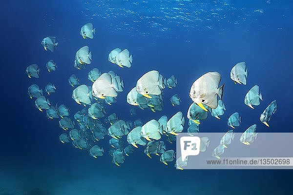 Schwarm Langflossen-Fledermausfische (Platax teira)  schwimmend im offenen Meer  Daymaniyat Islands Naturschutzgebiet  Khawr Suwasi  Al-Batina Provinz  Indischer Ozean  Oman  Asien