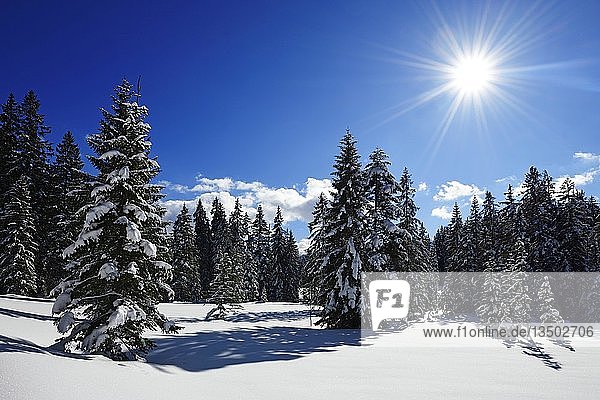 Verschneite Winterlandschaft  Winklmoos-Alm  Reit im Winkl  Chiemgau  Bayern  Deutschland  Europa