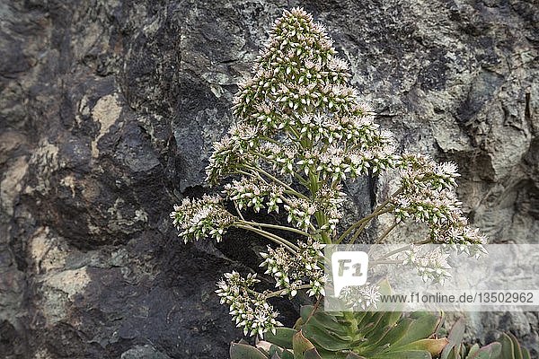 Rosetten-Dickblatt (Aeonium percarneum)  Blütenstand  Gran Canaria  Kanarische Inseln  Spanien  Europa