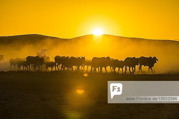 Silhouettes of cattle  herd walking in dusty savannah at sunset  Damaraland  Namibia  Africa