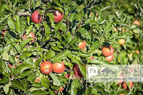 Rote Äpfel hängen am Apfelbaum  Apfelplantage  Trentino  Südtirol  Italien  Europa