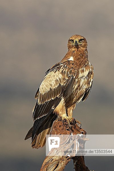 Habichtsadler (Aquila rapax) sitzt auf einem Ast  Kwazulu-Natal  Südafrika  Afrika