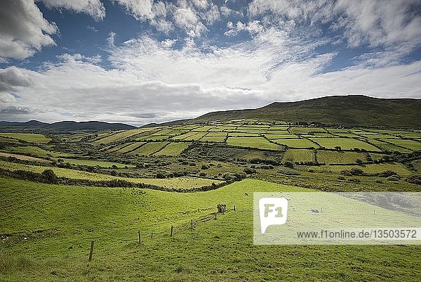 Felder in der Hügellandschaft  in der Nähe von Dingle  Dingle-Halbinsel  County Kerry  Irland  Europa