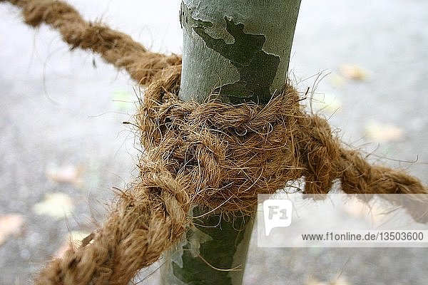 Rope at a tree trunk
