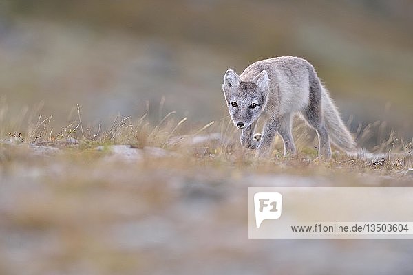 Polarfuchs (Vulpes lagopus)  Jungtier im Fjell  Dovrefjell  Norwegen  Europa