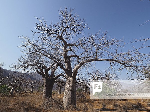 Afrikanische Affenbrotbäume (Adansonia digitata)  Baobab Valley bei Mikumi  Tansania  Afrika