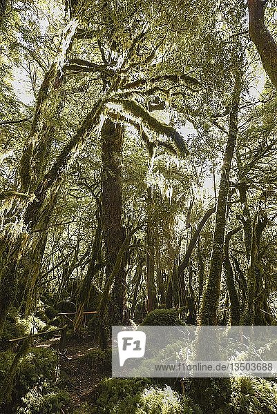 El Bosque Encantado  verzauberter oder verhexter Wald  gemäßigter Regenwald mit Moos und Flechten  Carratera Austral  Queulat Nationalpark  Cisnes  Aysén General Carlos Ibáñez del Campo  Chile  Südamerika
