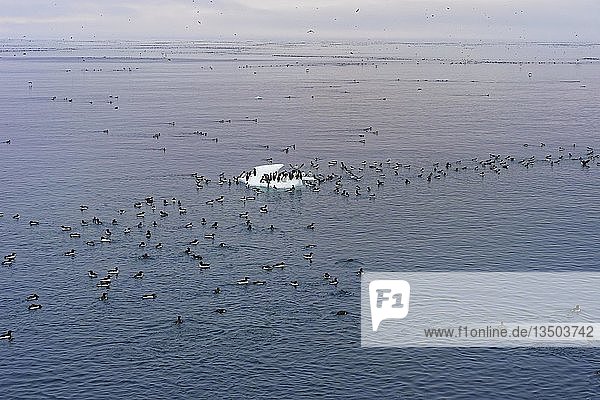 Dickschnabelmöwe (Uria lomvia)  schwimmend  Alkefjellet Vogelfelsen  Hinlopenstraße  Insel Spitzbergen  Svalbard-Archipel  Norwegen  Europa