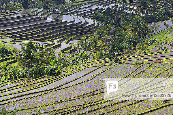 Die berühmten Reisterrassen von Jatiluwih  Bali  Indonesien  Asien