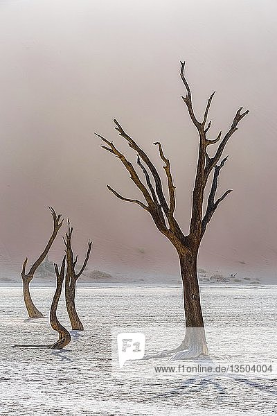 Tote Bäume im Deadvlei  Sossusvlei  Namibia  Afrika
