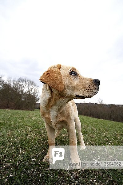 Dog  Labrador  Golden Retriever  puppy