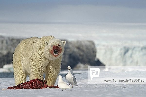 Eisbär (Ursus maritimus) beim Füttern des Kadavers einer erbeuteten Robbe im Schnee  Svalbard  Norwegische Arktis  Norwegen  Europa