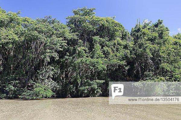 Mangrovenwald am Yuma-Fluss  Boca de Yuma  Dominikanische Republik  Mittelamerika