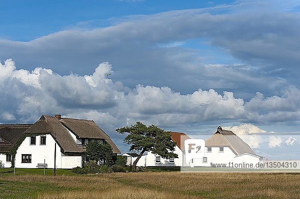 Wohnhäuser auf der Wiese in Neuendorf auf Hiddensee Mecklenburg-Vorpommern Deutschland Europa