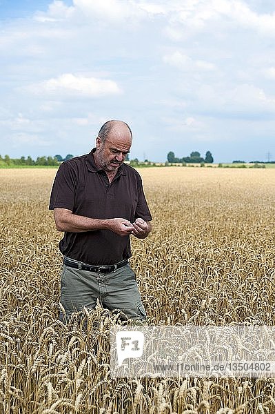 Landwirt steht in einem Kornfeld und untersucht den Weizen