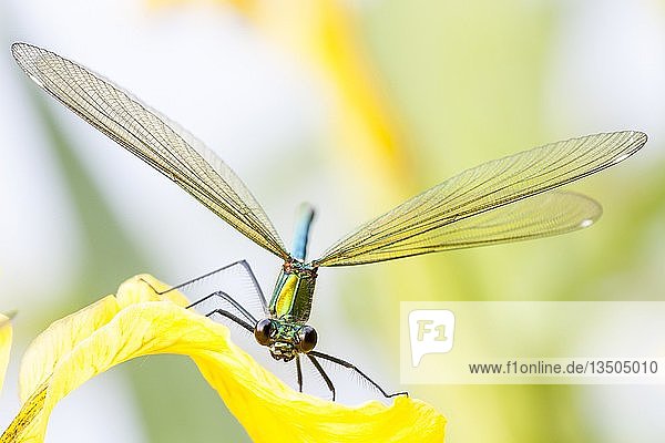 Weibliche Gebänderte Gemse (Calopteryx splendens) auf der Blüte der Gelben Fahne (Iris pseudacorus)  Frontalansicht  Hessen  Deutschland  Europa