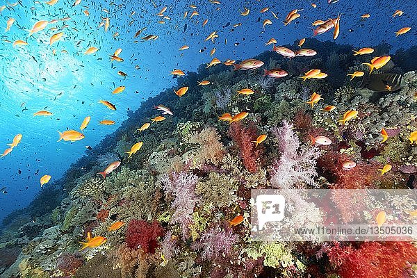 Korallenriff  Riffabfall  dicht bewachsen mit vielen verschiedenen Weichkorallen (Alcyonacea)  Steinkorallen (Scleractinia) und Anthias (Anthiinae)  Rotes Meer  Ägypten  Afrika