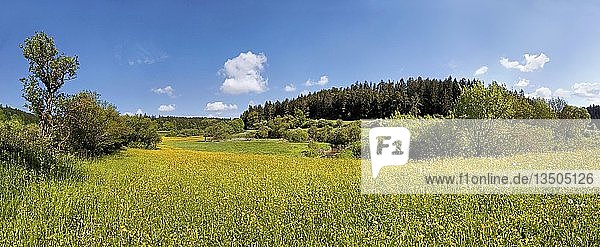 Blumenwiese im Morsbachtal  ''Ritter- und RÃ¶merweg''  bei Emsing  Titting  Naturpark AltmÃ¼hltal  Bayern  Deutschland  Europa''