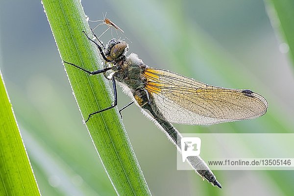 Vierfleckiger Zilpzalp (Libellula quadrimaculata) am Schilfhalm in Morgentau  Hessen  Deutschland  Europa